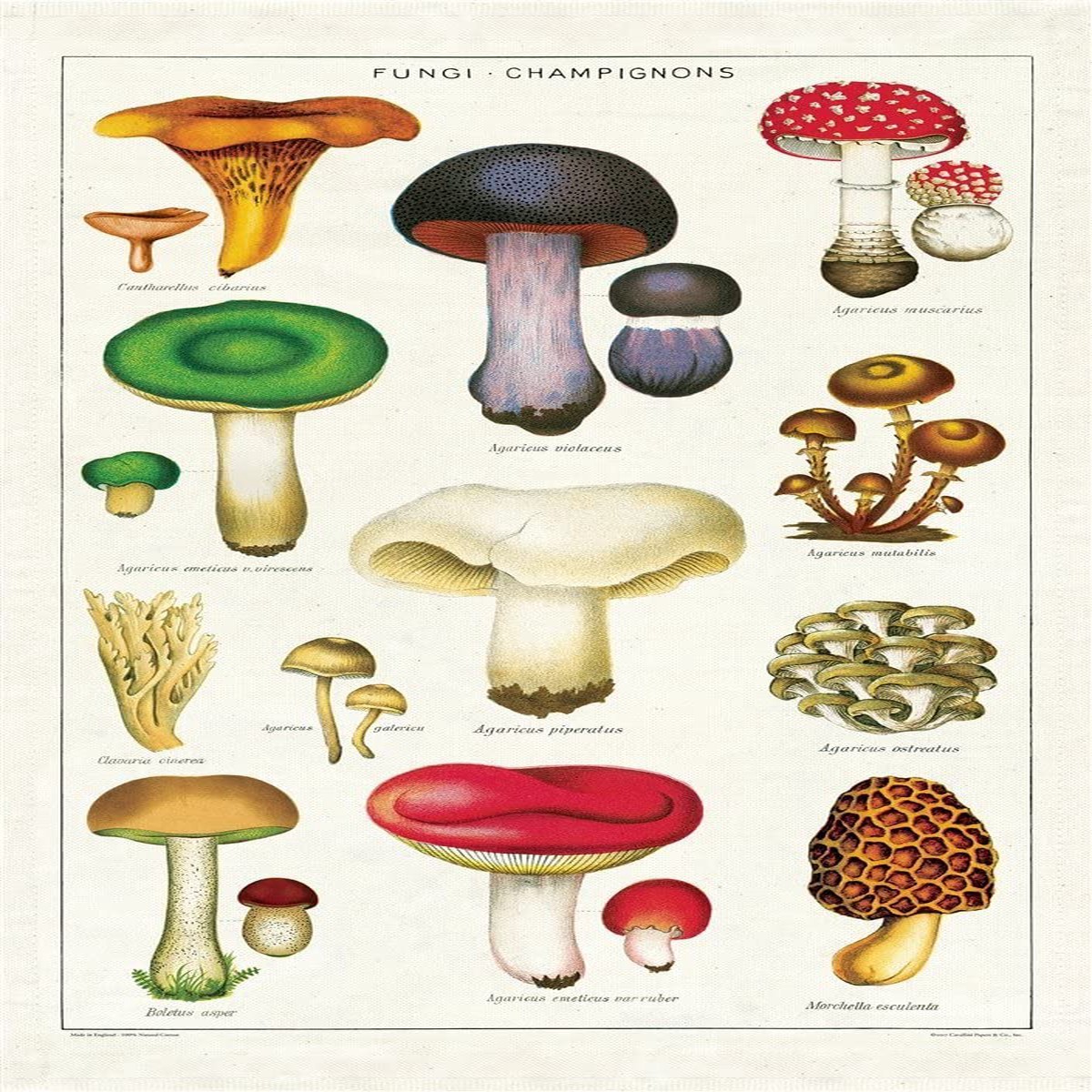 Cavallini Co Tea Towel - Mushrooms