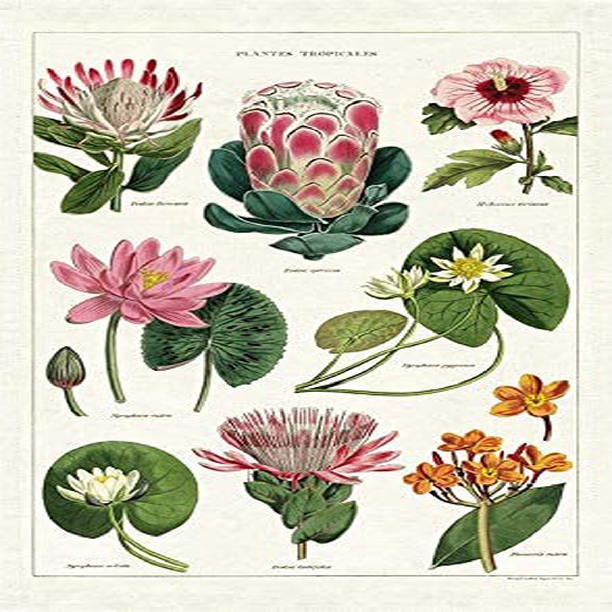 Cavallini Co Tea Towel - Tropical Plants