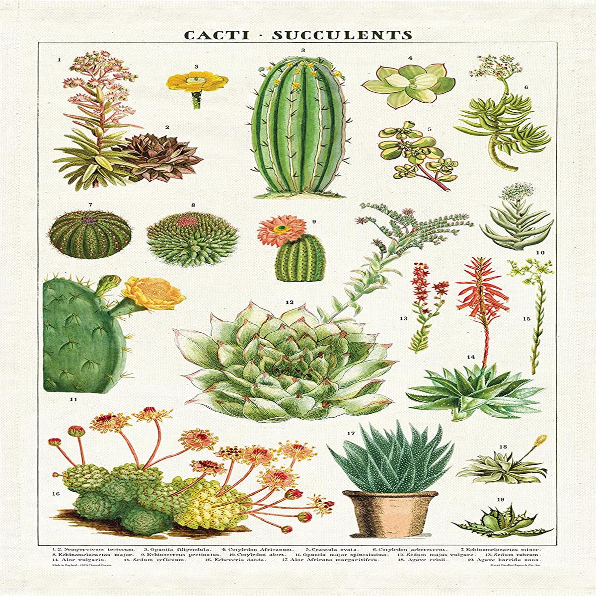 Cavallini & Co. - Tea Towel - Succulents