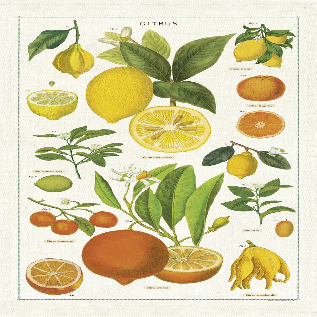 Cavallini Co Tea Towel - Citrus