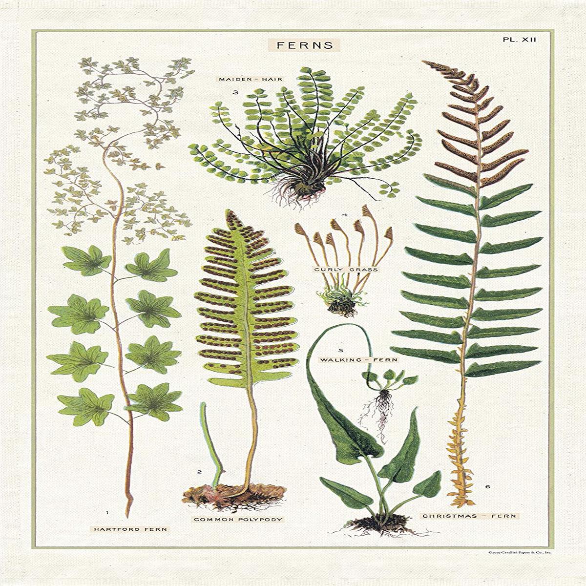 Cavallini & Co. - Tea Towel - Ferns