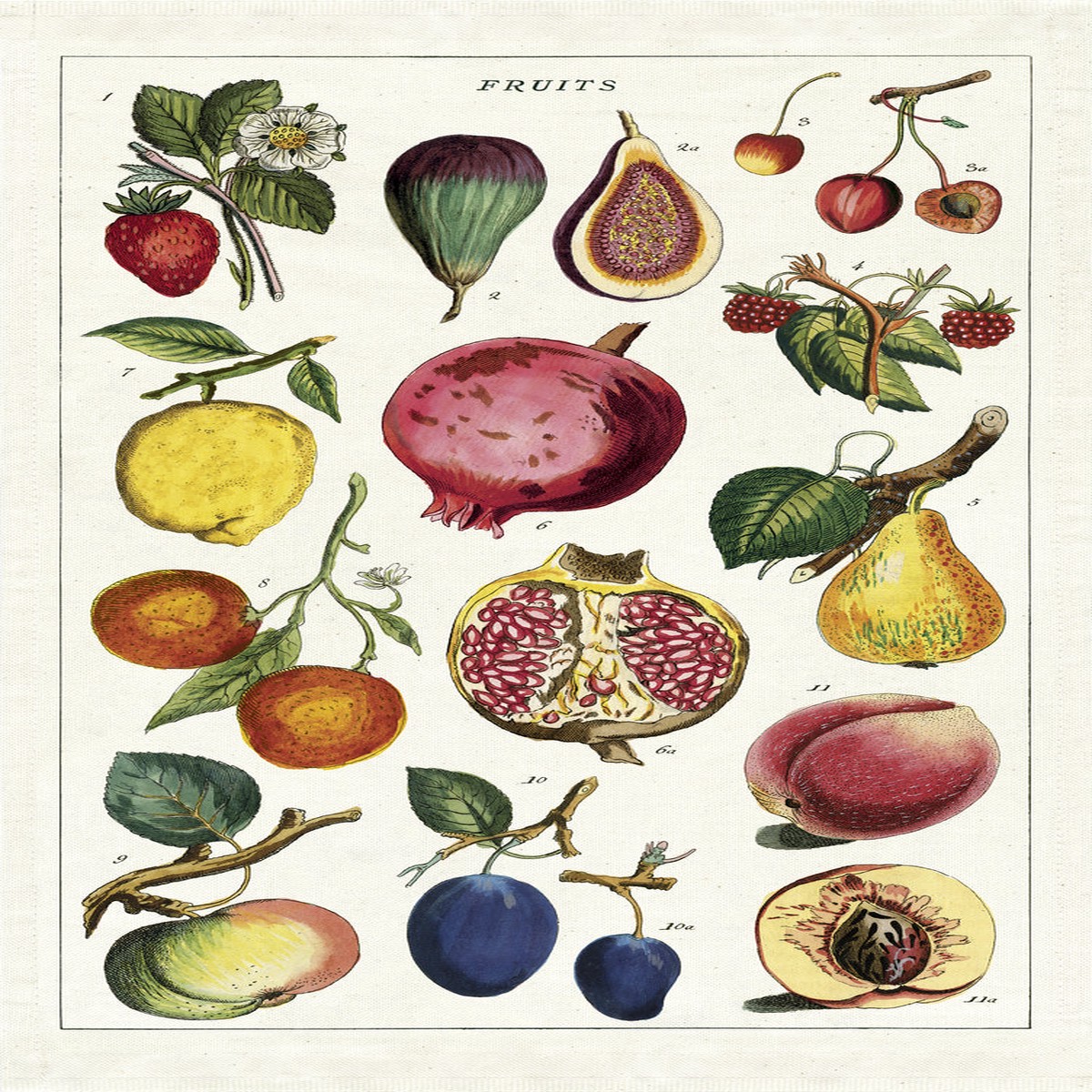 Cavallini Co Tea Towel - Fruits