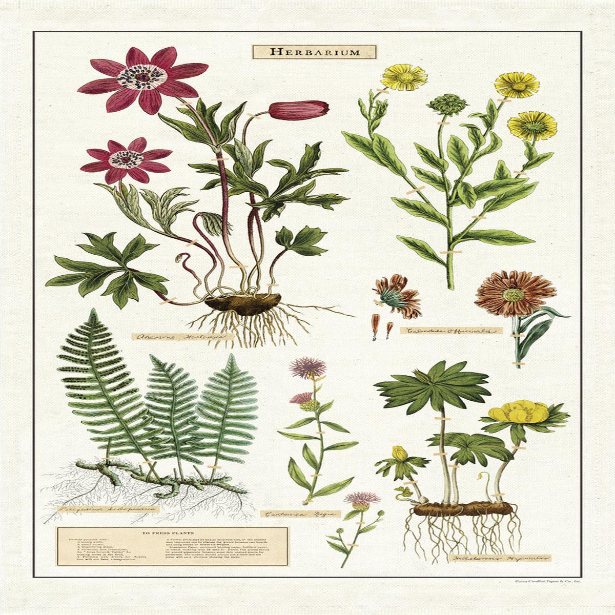 Cavallini & Co. - Tea Towel - Herbarium