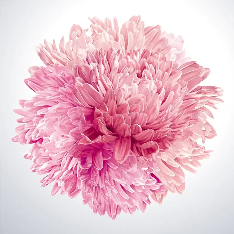 Aster Fabric Panel - Pink