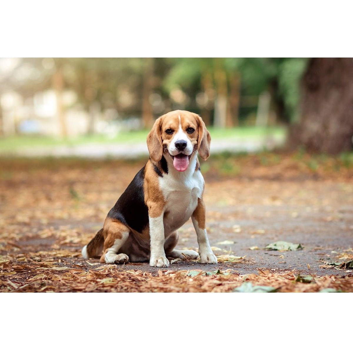 Realistic Autumn Beagle Fabric Panel