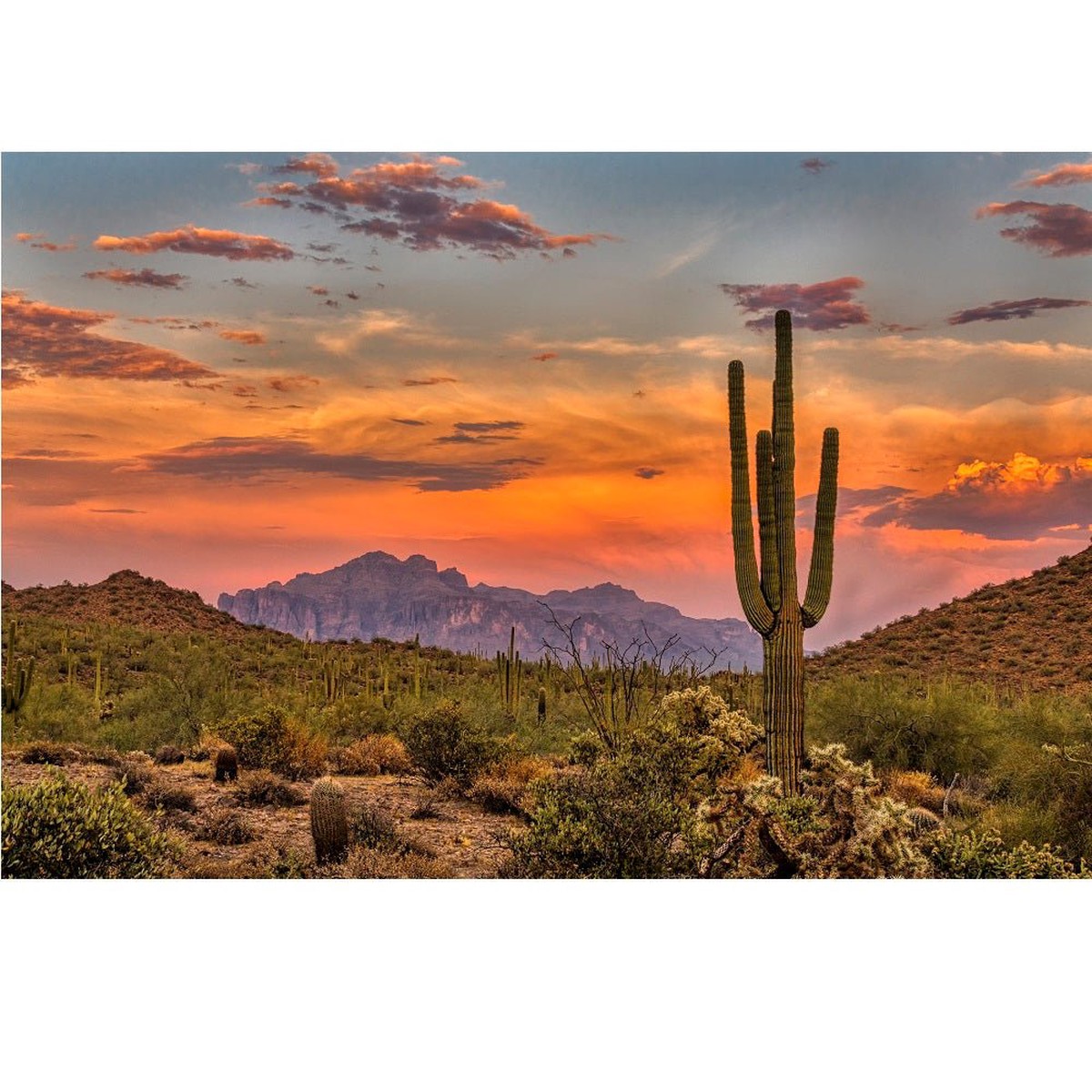 Realistic Sonoran Desert Scene Fabric Panel