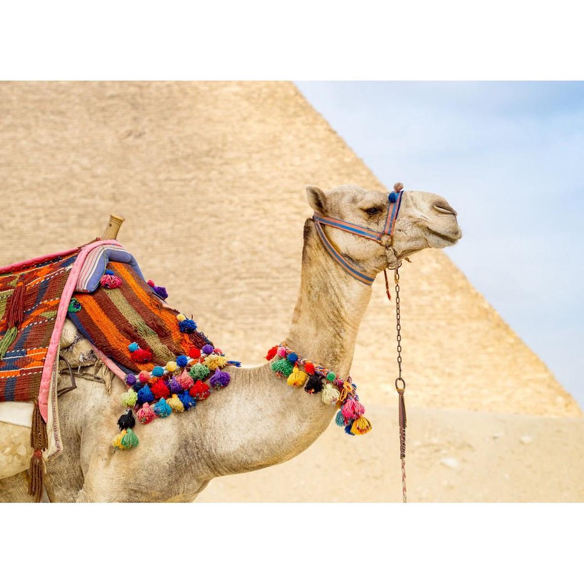 Realistic Camel at Egypt Pyramid Fabric Panel