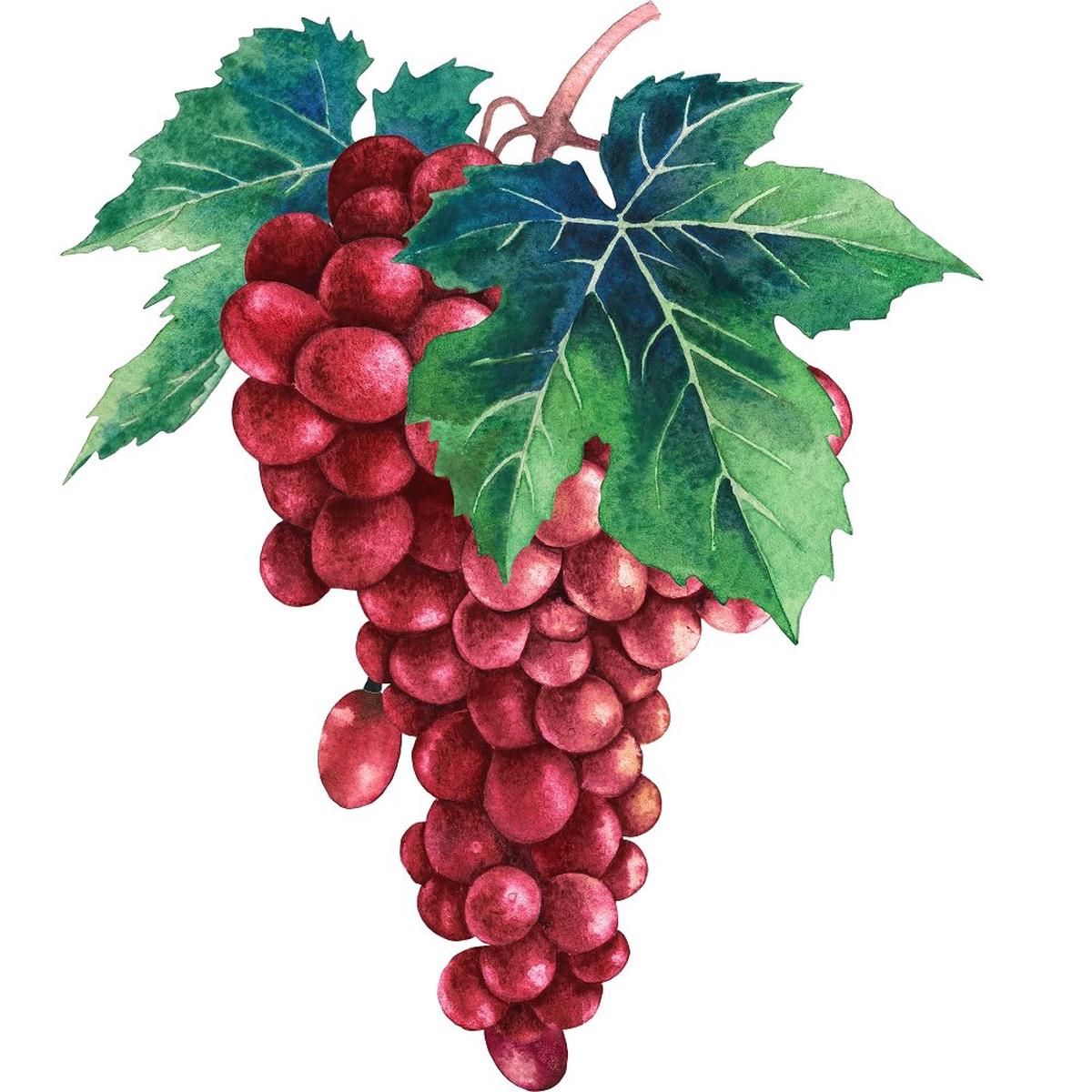 Red Grape Pedicels Fabric Panel - Variation 1